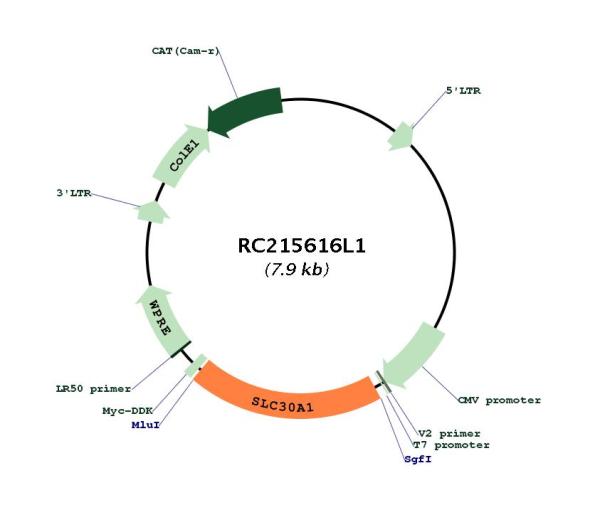 Circular map for RC215616L1