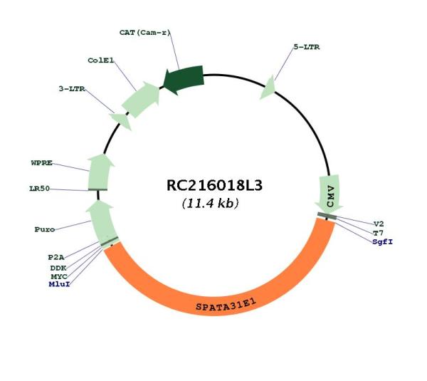 Circular map for RC216018L3