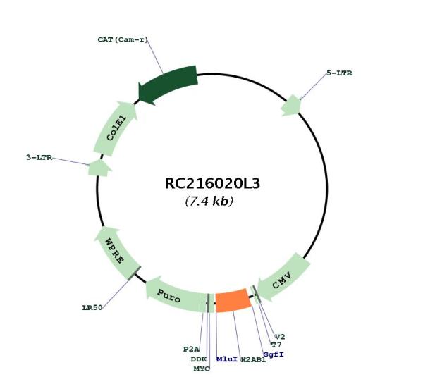 Circular map for RC216020L3