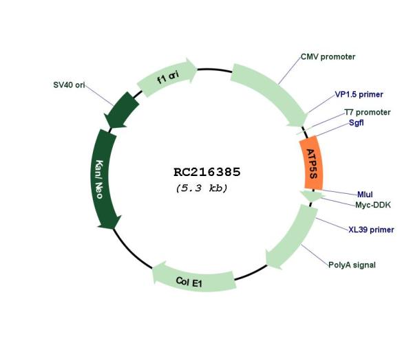 Circular map for RC216385