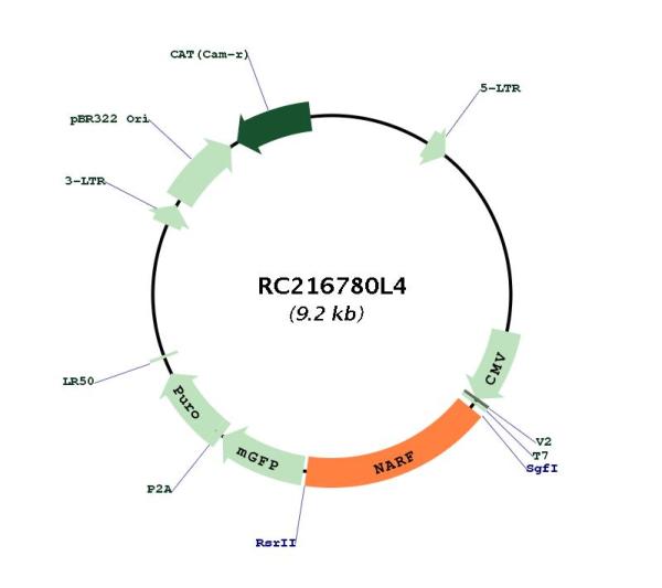 Circular map for RC216780L4