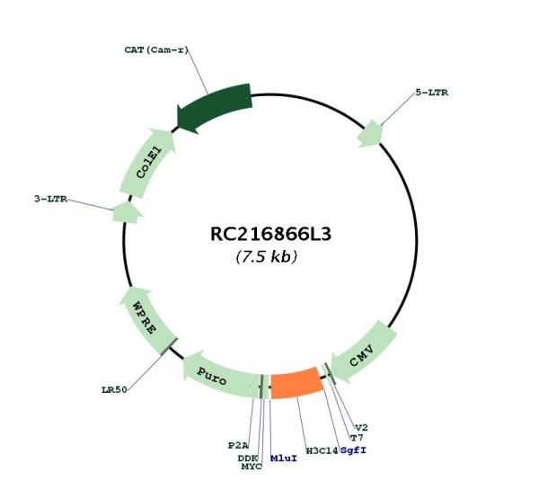 Circular map for RC216866L3