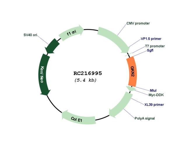 Circular map for RC216995