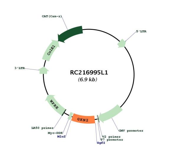 Circular map for RC216995L1