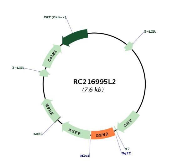 Circular map for RC216995L2