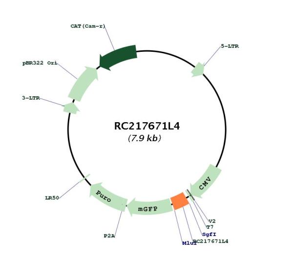 Circular map for RC217671L4