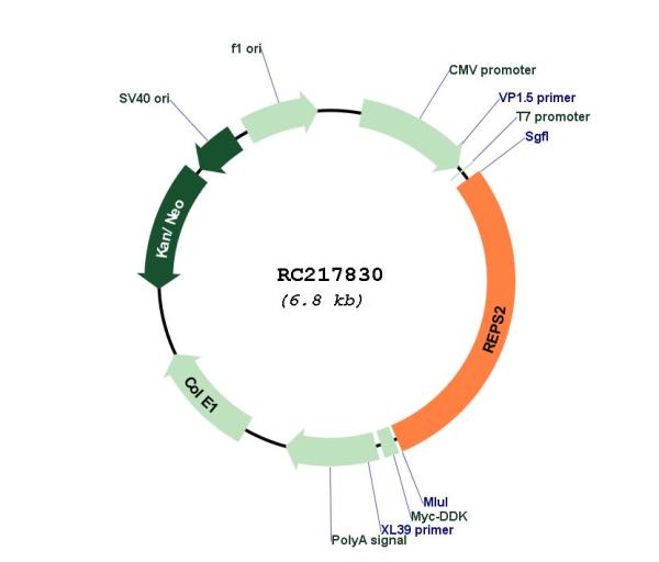 Circular map for RC217830