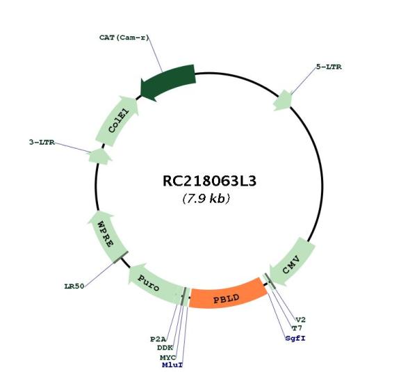 Circular map for RC218063L3