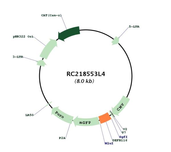 Circular map for RC218553L4