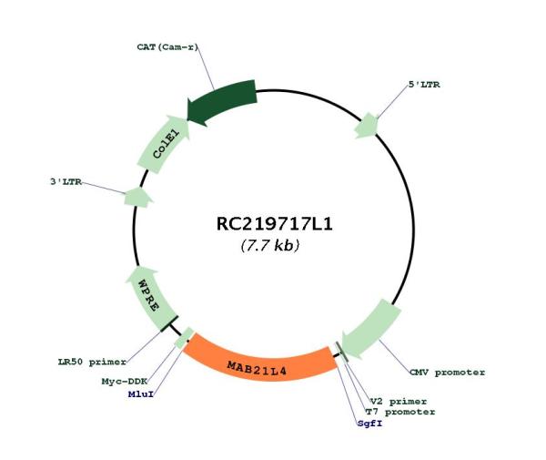 Circular map for RC219717L1