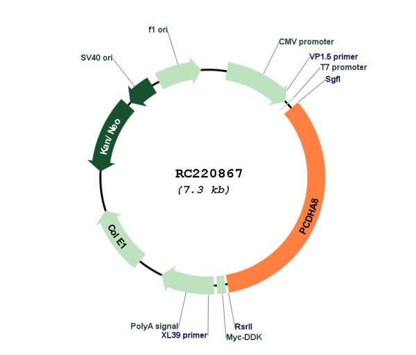 Circular map for RC220867