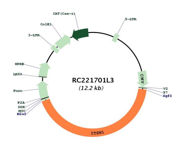 Circular map for RC221701L3