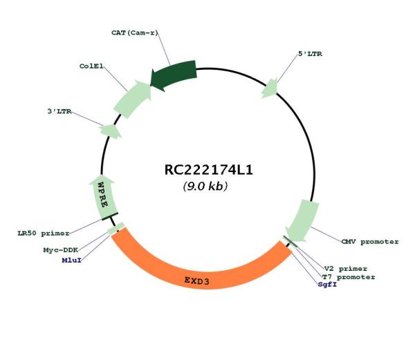 Circular map for RC222174L1