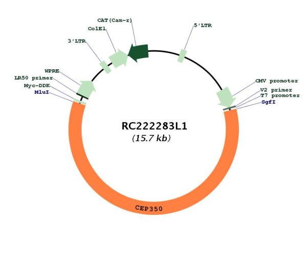 Circular map for RC222283L1