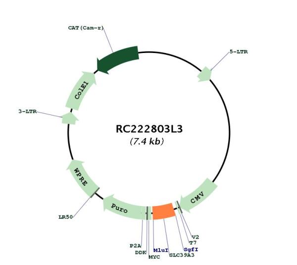 Circular map for RC222803L3
