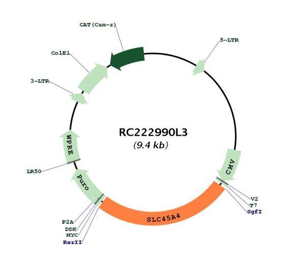Circular map for RC222990L3