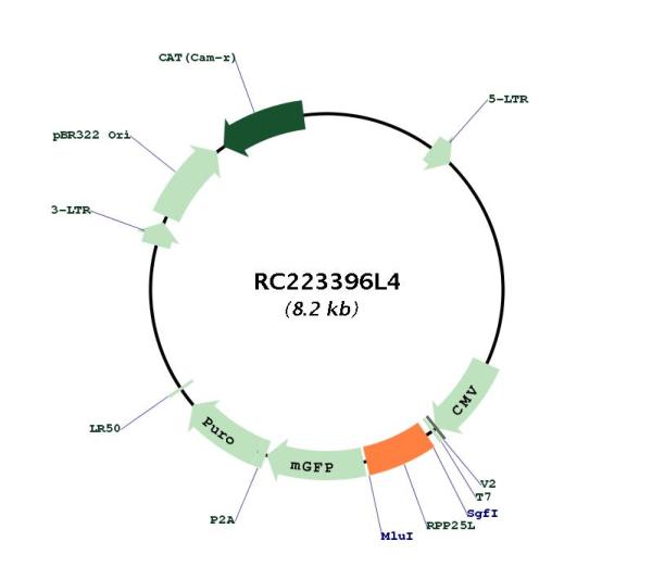 Circular map for RC223396L4