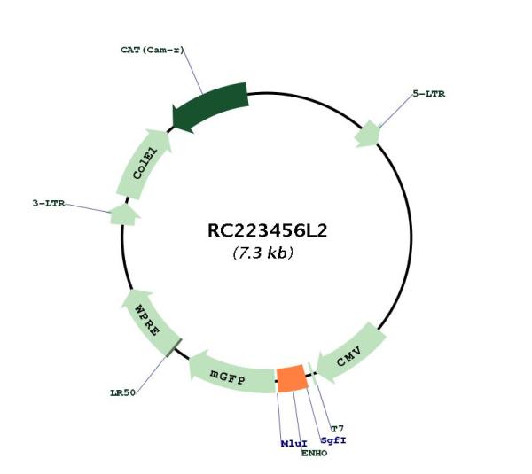 Circular map for RC223456L2
