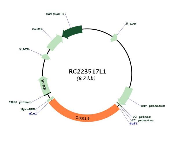 Circular map for RC223517L1