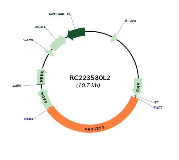 Circular map for RC223580L2