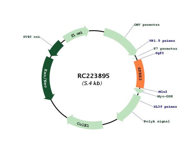 Circular map for RC223895