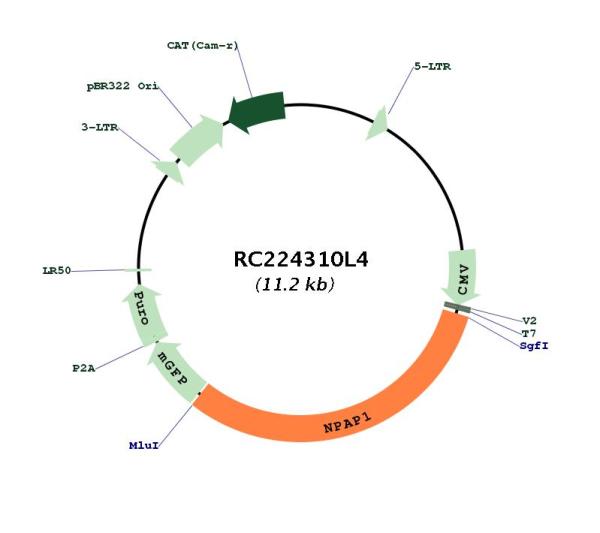 Circular map for RC224310L4