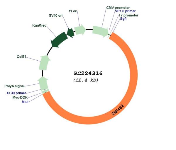 Circular map for RC224316
