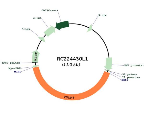 Circular map for RC224430L1