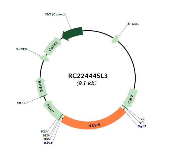 Circular map for RC224445L3