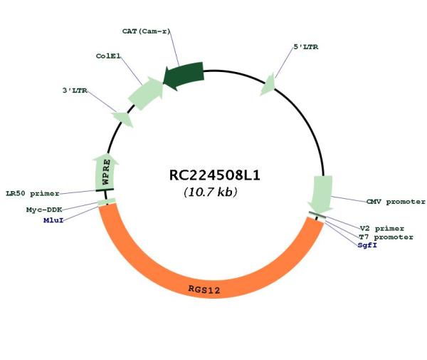 Circular map for RC224508L1
