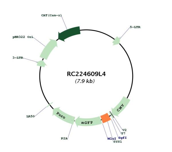 Circular map for RC224609L4