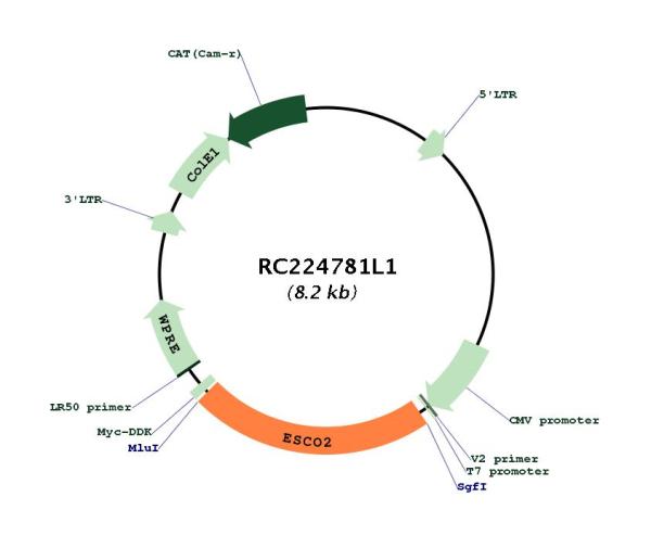 Circular map for RC224781L1