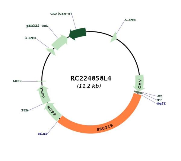 Circular map for RC224858L4