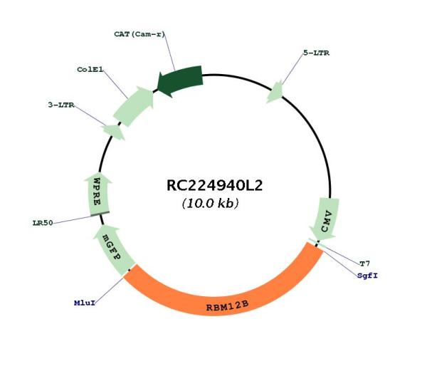 Circular map for RC224940L2