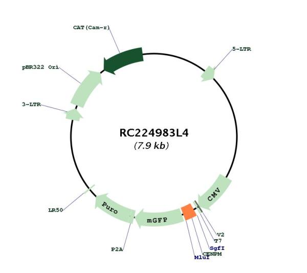 Circular map for RC224983L4