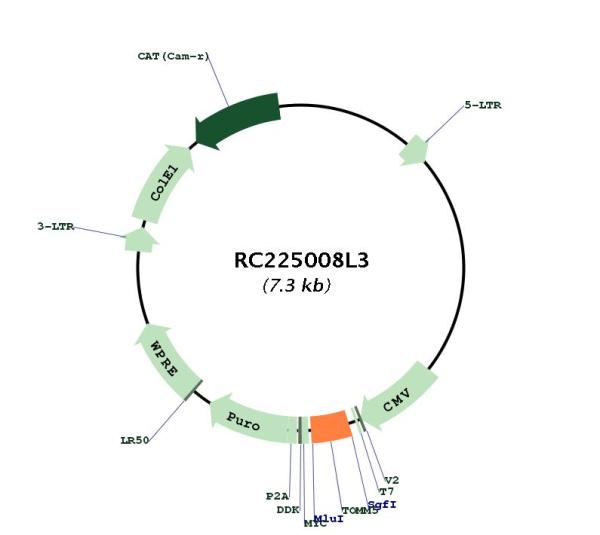 Circular map for RC225008L3