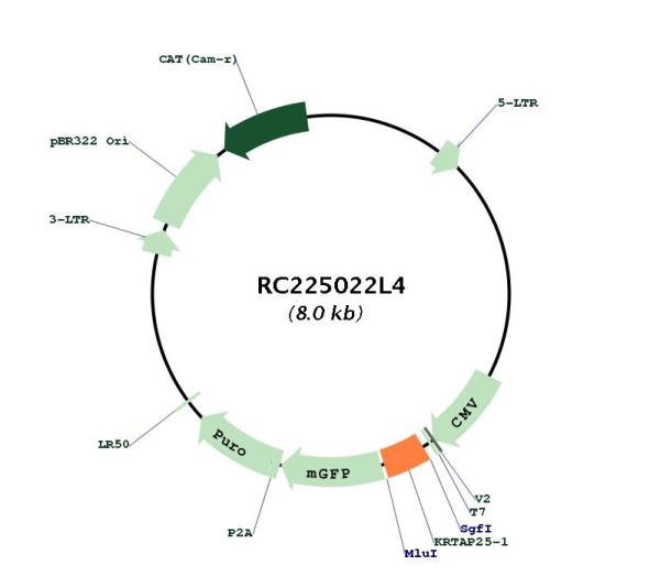 Circular map for RC225022L4