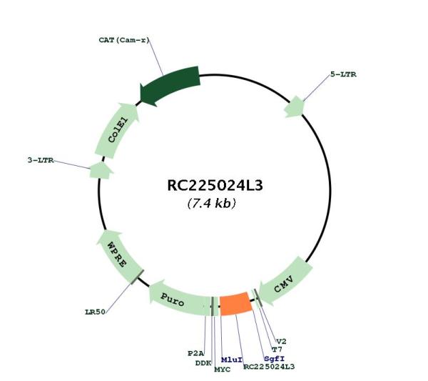 Circular map for RC225024L3