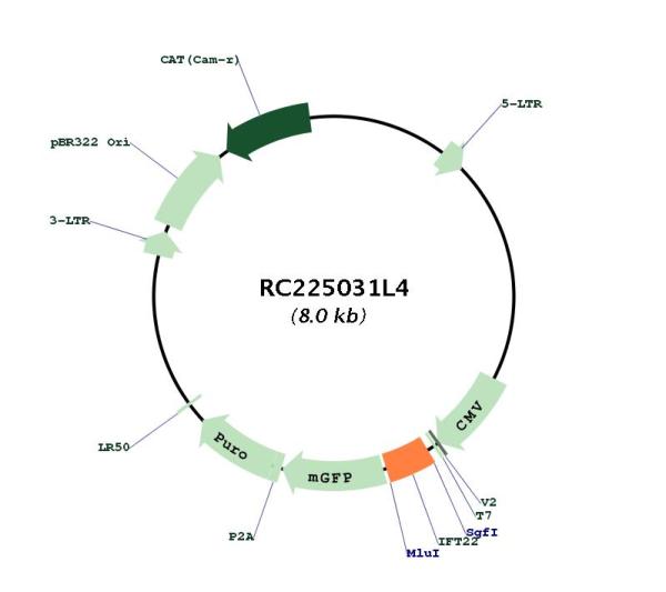 Circular map for RC225031L4