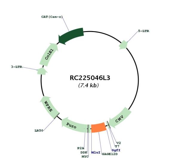 Circular map for RC225046L3