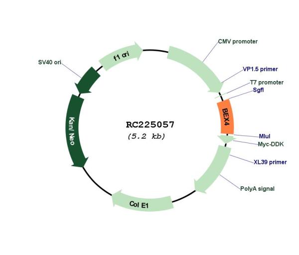 Circular map for RC225057