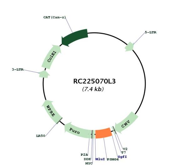 Circular map for RC225070L3