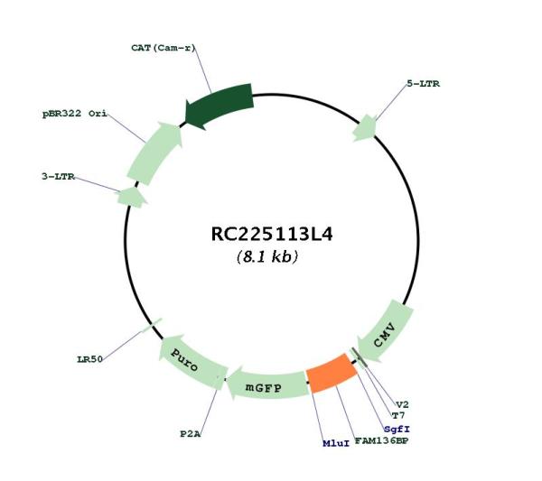 Circular map for RC225113L4