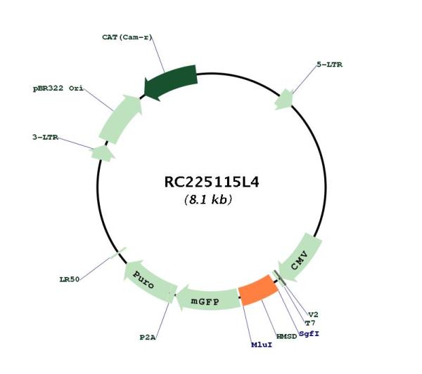 Circular map for RC225115L4