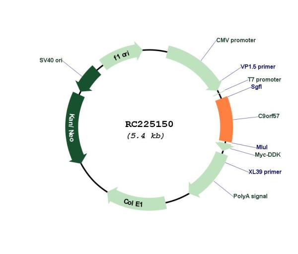 Circular map for RC225150