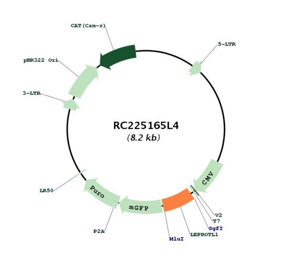 Circular map for RC225165L4
