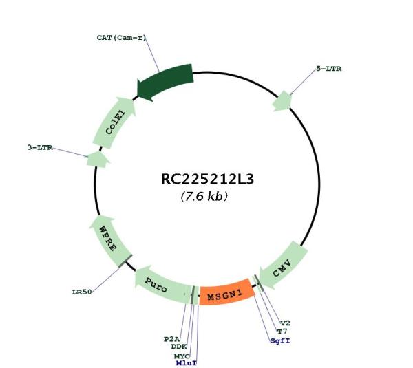 Circular map for RC225212L3