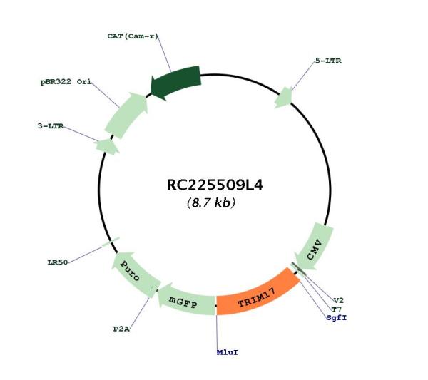 Circular map for RC225509L4