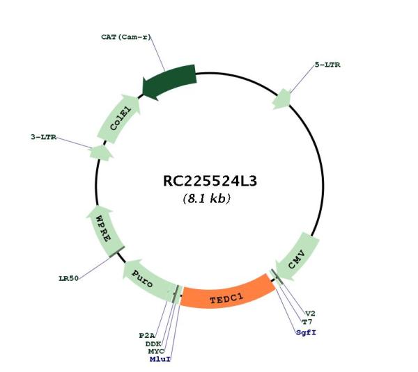 Circular map for RC225524L3