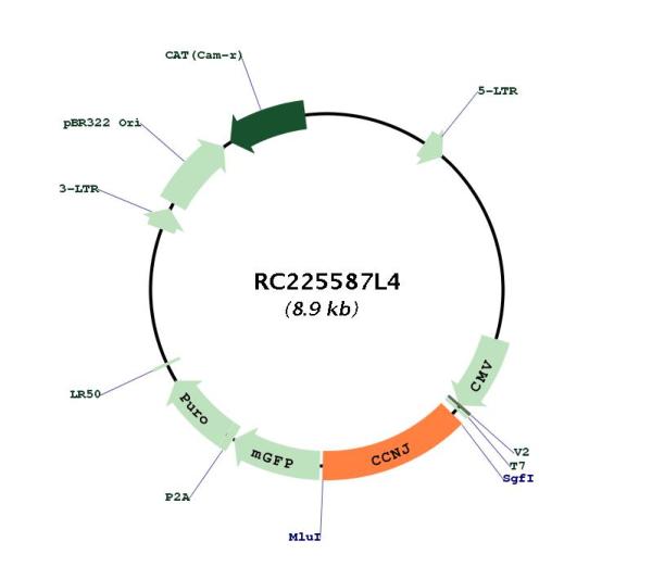 Circular map for RC225587L4